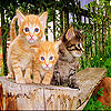 play Three Funky Cat Slide Puzzle