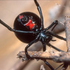 play Black Widow Jigsaw