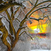 play Winter Tree
