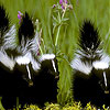 play Hungry Skunks Slide Puzzle