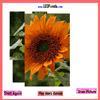 play Flower Jigsaw