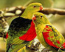 play Hidden Alphabets-Parrots