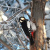 play Woodpecker