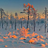 play Winter Field