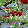 play Cherry