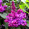 play Lilac