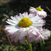 play Chamomile