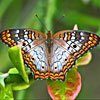 play Butterfly