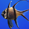 play Jigsaw: Single Fish