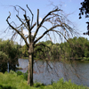 play Jigsaw: Dry Tree