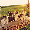 play Perky Cats Slide Puzzle