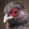 play Jigsaw: Red Eye Bird