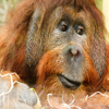 play Jigsaw: Orangutan