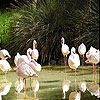 White Flamingos Slide Puzzle