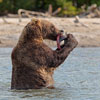 play Brown Bear