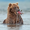 play Bear