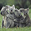 play Four Koala Slide Puzzle