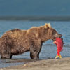 play Bear