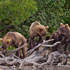 play 3 Bears