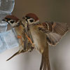 play Sparrows