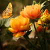 play Jigsaw: Flowers And Butterfly