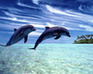 Hidden Numbers-Dolphins