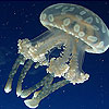 play White Jellyfish Slide Puzzle