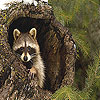 play Timid Raccoon Slide Puzzle