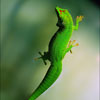 play Lizard