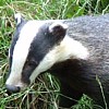 play Badger