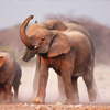 play Elephant Jigsaw