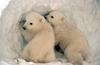 play Twin Polar Bear