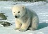 play Little Polar Bear