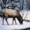 play Winter Stag Jigsaw Puzzle