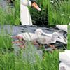 play Bird Jigsaw