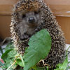 play Hedgehog