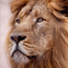 play Lion Jigsaw