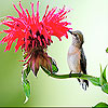 play The Tiny Bird And Flower Slide Puzzle