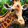 play Giraffe Jigsaw