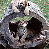 play Two Best Friends Slide Puzzle