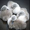 play Four Gray Duck Slide Puzzle