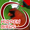 play Hidden Birds