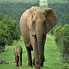 play Mother And Tiny Elephant Slide Puzzle