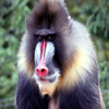 play Jigsaw: Mandril