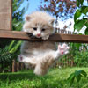 play Kitten
