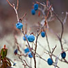 play The Blue Berry