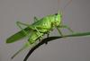 play Natural Grasshopper