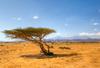 play Wonderful Savana