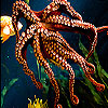 play Orange Octopus Slide Puzzle