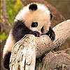 play Tiny Panda Slide Puzzle